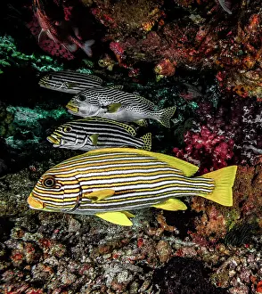 Perca Lineata Prints: Ribbon sweetlips (Plectorhinchus polytaenia) top