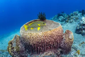 Demospongiae Prints: Ribbon sweetlips (Plectorhinchus polytaenia) at Giant barrel sponge (Xestospongia muta
