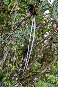 Papua New Guinea Prints: Ribbon-tailed astrapia (Astrapia mayeri) male