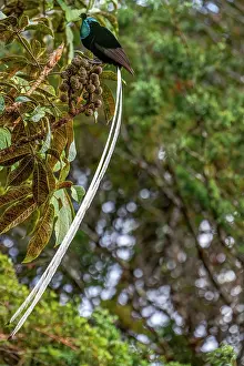 Papua New Guinea Prints: Ribbon-tailed astrapia (Astrapia mayeri) male displaying