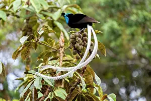 Papua New Guinea Prints: Ribbon-tailed astrapia (Astrapia mayeri) male displaying