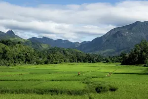 Cultivated Prints: Rice fields at the foothills of Marojejy National Park, Madagascar. April, 2018