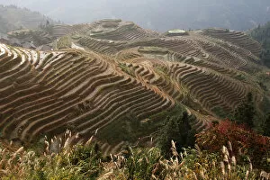 Images Dated 9th November 2009: Rice-growing fields on hillside terraces, in use since the Yuan dynasty (about 13th century)