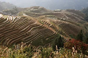 Images Dated 9th November 2009: Rice-growing fields on hillside terraces, in use since the Yuan dynasty (about 13th century)