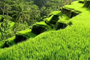 Biodiversity Hotspot Gallery: Rice (Oryza sativa) terraces. Jatiluwih Green Land, Bali, Indonesia. 2015