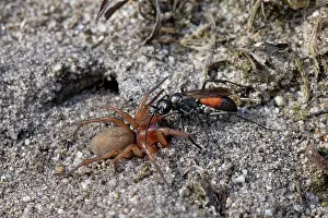 Heathland Prints: Ridge-saddled spider wasp (Cryptocheilus notatus) dragging Sac spider (Clubiona sp)