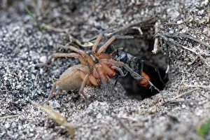 Heathland Prints: Ridge-saddled spider wasp (Cryptocheilus notatus) dragging Sac spider (Clubiona sp)