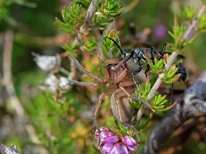 Heathland Prints: Ridge-saddled spider wasp (Cryptocheilus notatus) dragging a Sac spider (Clubiona sp)
