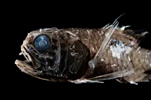 Deep Sea Prints: Ridgehead (Scopelogadus sp.) portrait
