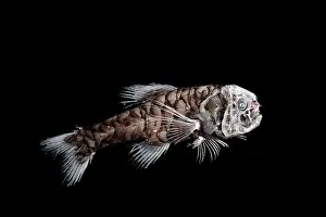Deep Sea Prints: Ridgehead (Scopelogadus sp.) portrait