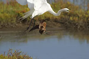 Ridgeways rail (Rallus obsoletus levipes) attacks a Great egret (Ardea alba
