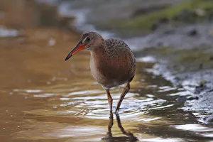 California Prints: Ridgeways rail (Rallus obsoletus levipes) foraging in wetlands