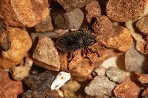 Magnification Prints: Riffle beetle (Limnius volckmari) on river gravels