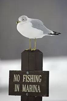 Ring-billed Gull (Larus delawarensis) perched on a No Fishing sign, New York