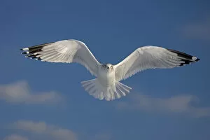 Images Dated 19th May 2009: Ring-billed gull (Larus delawarensis), adult in flight, New York, USA