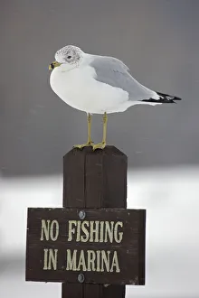 Information Prints: Ring-billed Gull (Larus delawarensis) perched on a No Fishing sign, New York