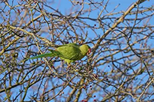 Alien Species Prints: Ring-necked parakeet (Psittacula krameri) feeding on hawthorn berries