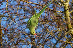 Alien Species Prints: Ring-necked parakeet (Psittacula krameri) hanging upside down feeding on hawthorn berries