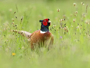 Ring-necked pheasant (Phasianus colchicus) cock in wild flower meadow. Suffolk, UK. May Ring-necked pheasant (Phasianus colchicus) cock in wild flower meadow. Suffolk, UK. May