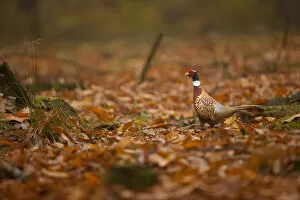 Autumn Update Gallery: Ring-necked pheasant (Phasianus colchicus) male walking through leaflitter in autumnal