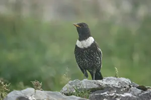 Southern Europe Prints: Ring ouzel (Turdus torquatus) male, perched on a rock, Pyrenees, Spain. June