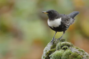 Andres M Dominguez Gallery: Ring ouzel (Turdus torquatus) male perched on rock, Sierra de Grazalema Natural Park