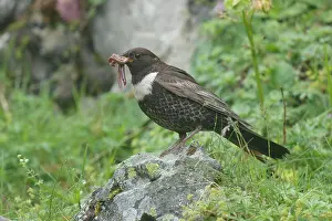 Parental Prints: Ring ouzel (Turdus torquatus) perched on a rock with earthworms in beak