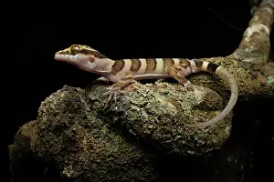 Gecko Prints: Ring-tailed gecko (Cyrtodactylus louisiadensis) resting on rock at night