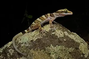 Gecko Prints: Ring-tailed gecko (Cyrtodactylus louisiadensis) resting on rock at night