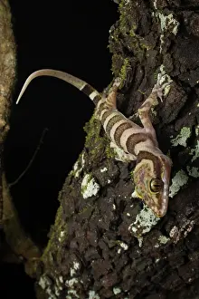 Gecko Prints: Ring-tailed gecko (Cyrtodactylus louisiadensis) resting on rock at night