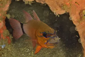 Apogonidae Gallery: Ring-tailed / Golden cardinalfish (Ostorhinchus aureus) male incubating its eggs in its mouth