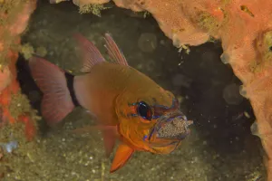 Ring-tailed / Golden cardinalfish (Ostorhinchus aureus) male incubating its eggs in its mouth
