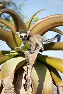 Images Dated 29th April 2010: Ring-tailed Lemur (Lemur catta) baby climbing on Aloe in spiny forest. Anjampolo Forest