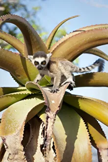 Lemurs Prints: Ring-tailed Lemur (Lemur catta) baby climbing on Aloe in spiny forest. Anjampolo Forest