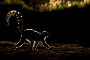 Afternoons Gallery: Ring tailed lemur (Lemur catta) backlit in late afternoon light, Berenty Private Reserve