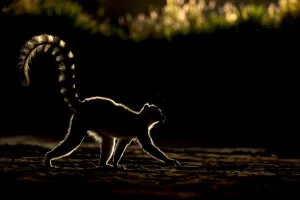 Ring tailed lemur (Lemur catta) backlit in late afternoon light, Berenty Private Reserve