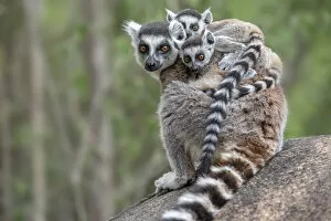 Juveniles Gallery: Ring-tailed lemur (Lemur catta) female carrying two babies. Anjaha Community Conservation Site