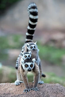 Ring-tailed lemur (Lemur catta) female carrying two babies. Anjaha Community Conservation Site