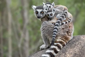 Ring-tailed lemur (Lemur catta) female carrying two babies. Anjaha Community Conservation Site