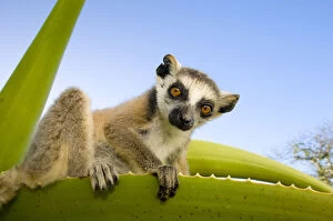 Images Dated 16th April 2009: Ring-tailed lemur (Lemur catta) looking down from large spiney plant, Itampolo