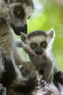 Ring tailed lemur (Lemur catta) mother and very young (1-2 week) baby. Berenty Private Reserve