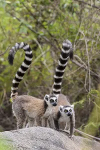 Ring tailed lemur (Lemur catta) pair on rocky outcrop, Anja Community Reserve, Ambalavao
