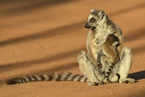Ring-tailed lemur (Lemur catta) suckling baby. Berenty Reserve, Madagascar