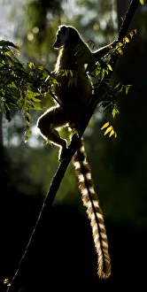 Lemurs Prints: Ring-tailed Lemur (Lemur catta) sun basking at dawn