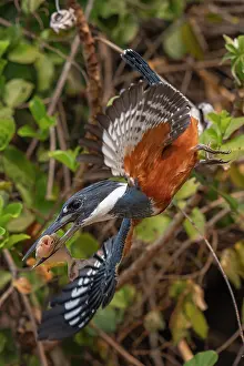 Pantanal Prints: Ringed kingfisher (Megaceryle torquata) in flight with fish prey in beak