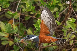 Pantanal Prints: Ringed kingfisher (Megaceryle torquata) in flight with fish prey in beak