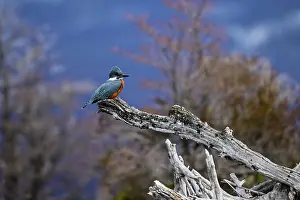 Chubut Prints: Ringed kingfisher (Megaceryle torquata) perched on a branch