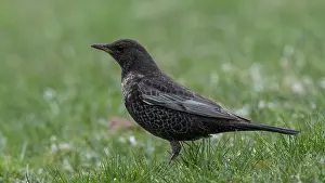 Grass Prints: Ringed ouzel (Turdus torquatus) female standing in grass, Finland, May