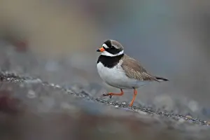 True Plover Prints: Ringed plover (Charadrius hiaticula) portrait, Iceland. June