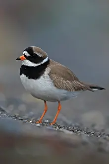 True Plover Prints: Ringed plover (Charadrius hiaticula) portrait, Iceland. June
